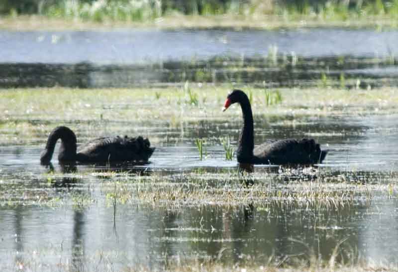 Cisnes Negros - parc natural dels aiguamolls de l'Empurda - Girona - Catalunya 3.jpg